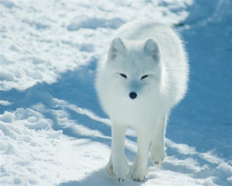 Arctic Fox - Pictures, Diet, Breeding, Life Cycle, Facts, Habitat, Behavior | Animals Adda