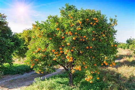 Arbol De Naranjas