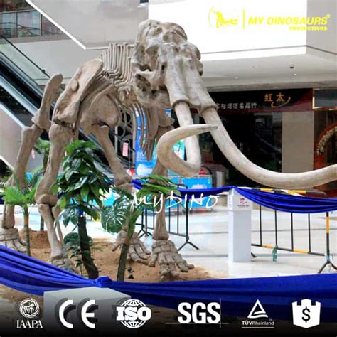 Museum Life Size Mammoth Skeleton Replica