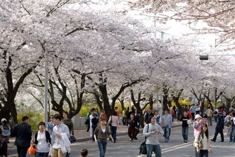 Full-day Hadong, Gwangyang, Cherry blossom, Green Tea Fields Private Tour Harga Promo Terbaru 2023