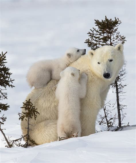 Images Of Polar Bears Cubs