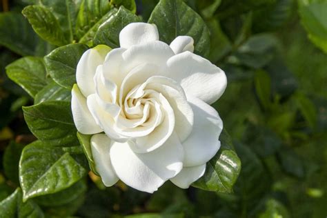 A Garden of Gardenias: Unraveling Their Timeless Symbolism and Use - Petal Republic