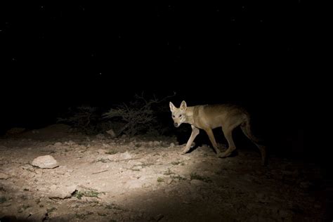 THE WAR ON YEMEN’S WILDLIFE | Sebastian Kennerknecht Photography