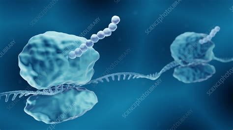 Protein synthesis (translation), animation - Stock Video Clip - K011 ...