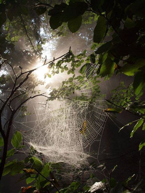 483 best cobwebs#spiderart#spiders#etc. images on Pinterest | Spider webs, Canvases and Spiders