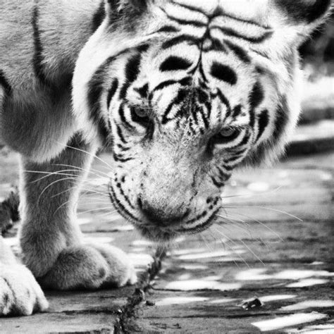 Bali-tiger Extinct Animals, Flora And Fauna, Extinction, Bali, Tiger