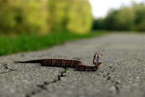 How to Identify a Baby Cottonmouth Snake (16 Helpful Photos)