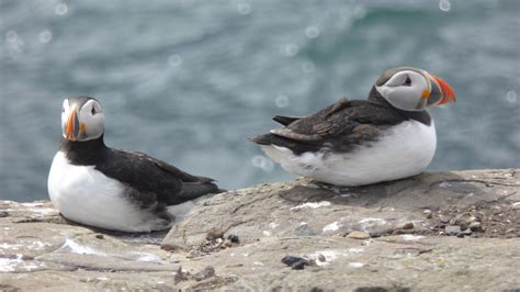 Bird bonanza on the Farne Islands – Tammy Tour Guide