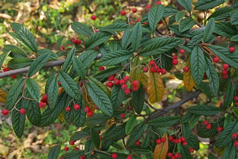 Cotoneaster, Willow-Leaved