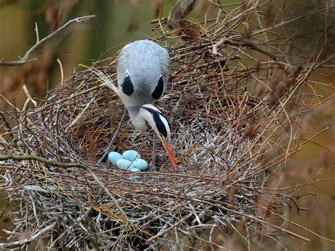 Grey Heron Bird Facts (Ardea cinerea) | Bird Fact