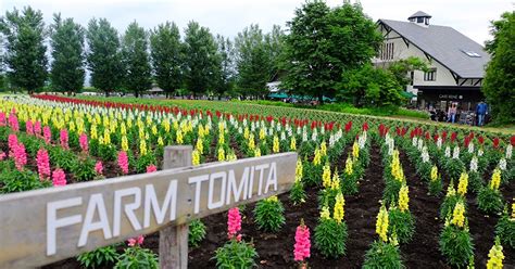 tesyasblog : Visiting Farm Tomita at Furano - Hokkaido : Public Transport, How To Get There & Budget