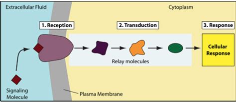 Signal Transduction - Biology LibreTexts