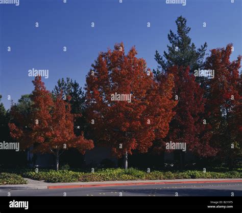 OAK TREES IN FALL COLOR Stock Photo - Alamy