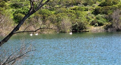 Lake Jennings is a hidden gem for wildlife sightings close to urban areas | San Diego Reader