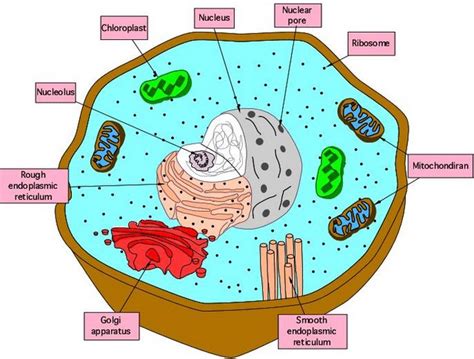 Creation - The Written Truth: MITOCHONDRIAL DNA, DNA, EVE, MITOCHONDRIA, CHRISTIAN, Bible, GENES,