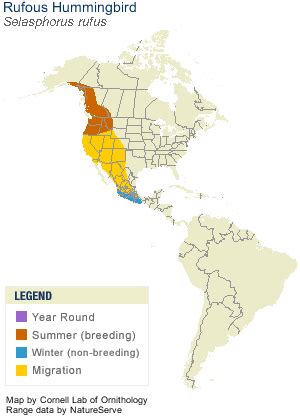 Rufous Hummingbird, Identification, All About Birds - Cornell Lab of Ornithology