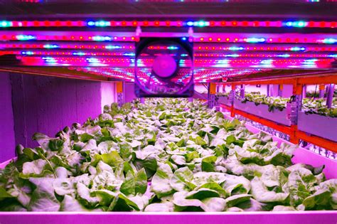 4 Facts You Need to Know About Vertical Farming LED Lighting