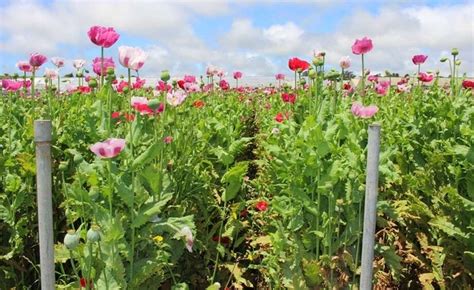 17 tons of opium poppy plants found at 8 Monterey County grow sites - SFGate