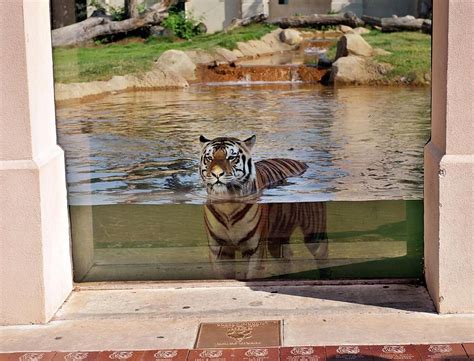 Our favorite Mike the Tiger photos, from scaring opponents in Tiger ...