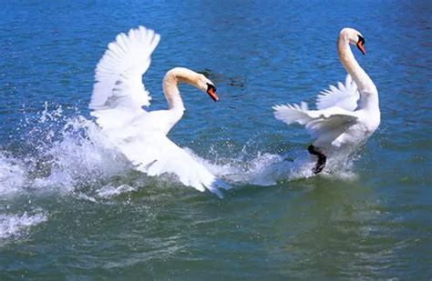 Trumpeter Swan - Description, Habitat, Image, Diet, and Interesting Facts