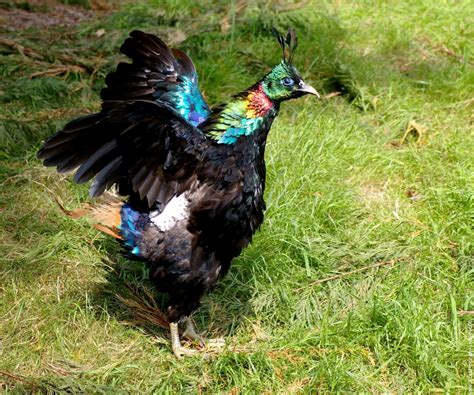 Pheasants of Pakistan: Himalayan Monal