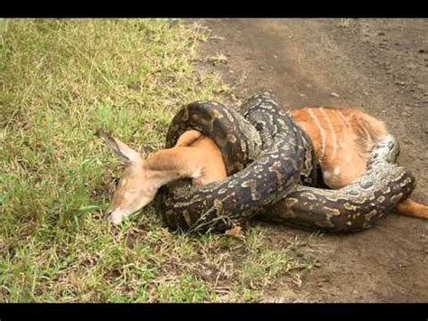 pythons Hybrid Giant Pythons eats Alligator - YouTube