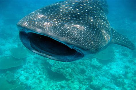 whale, Shark, Underwater, Ocean, Sea Wallpapers HD / Desktop and Mobile Backgrounds