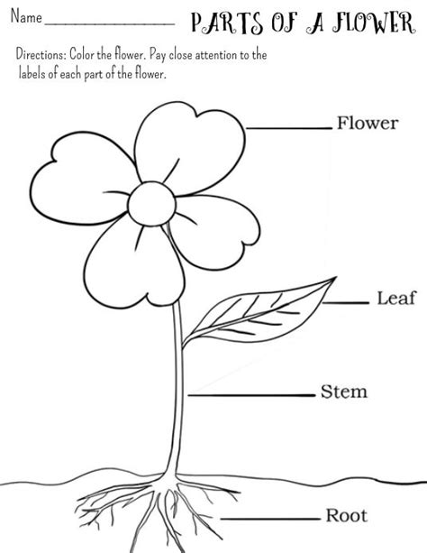 Parts of a Flower Worksheet