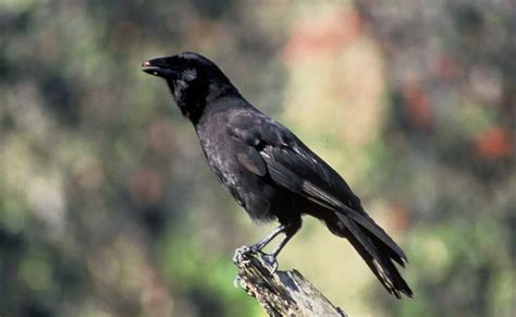 Hawaiian Crow | The Animal Facts | Appearance, Diet, Habitat, Lifespan