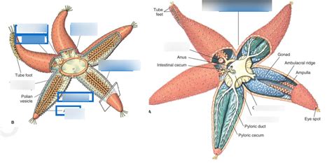 Starfish Internal Anatomy