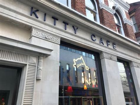 Kitty Cafe Leeds: First look at city's new cat cafe on opening day ...