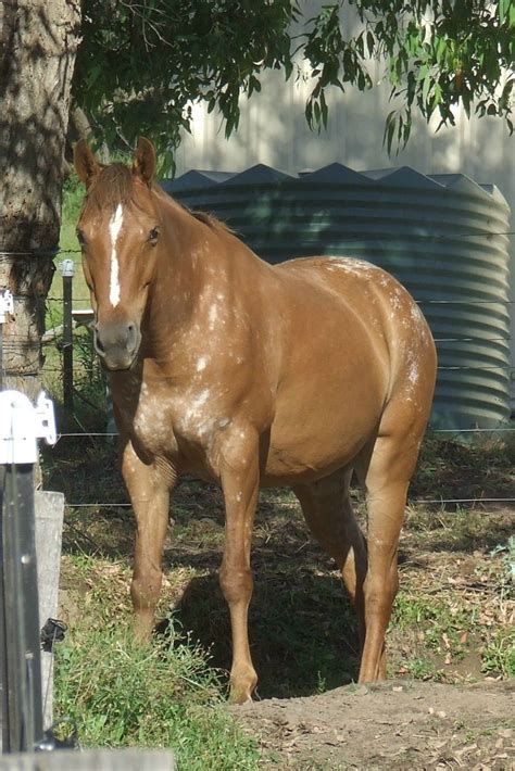 Chestnut Snowflake Appaloosa | Unusual horse, Beautiful horses, Pretty ...