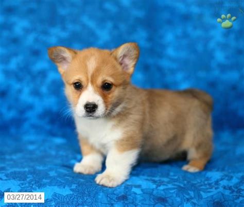 Welsh Corgi (Pembroke) Puppies for Sale | Lancaster Puppies ® | Welsh corgi puppies, Pembroke ...