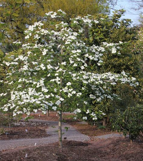 Cornus nuttallii, its cultivars and hybrids from Junker's Nursery