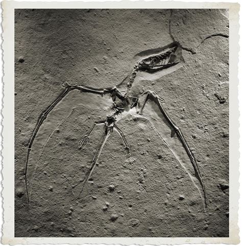 Pterodactyl Fossil Photograph by Dan Sproul