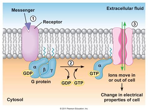 Pin by _medline_ on Cellular biology in 2021 | Fun science, Anatomy and physiology, Pearson ...