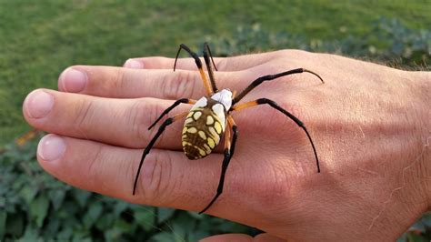 One of my favorite spiders. Garden Spider - Argiope aurantia. : r/spiders