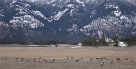 Clan of the Mountaindreamers: Elk Herd