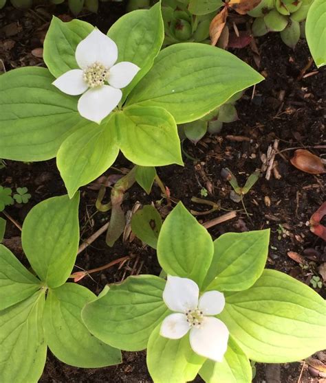 Cornus canadensis | Plants, Succulents, Canadensis