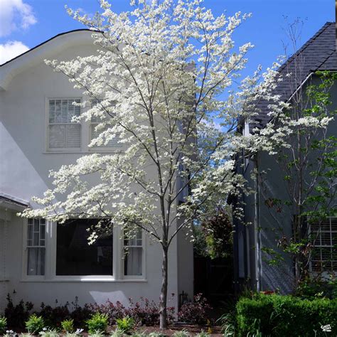 White Flowering Dogwood — Green Acres Nursery & Supply