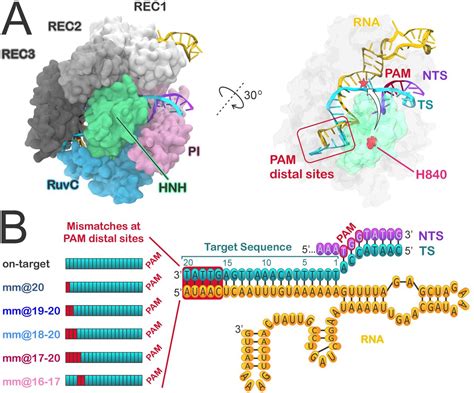 CRISPR Structure