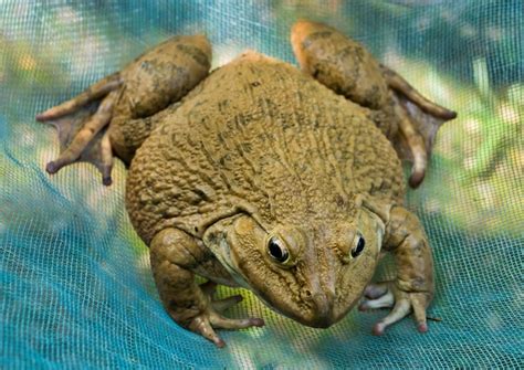 Premium Photo | A big frog on blue net nature background.