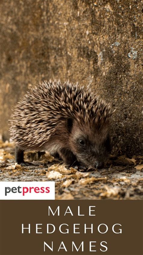 80+ Best Male Hedgehog Names For Your Adorable Pet Hedgehogs