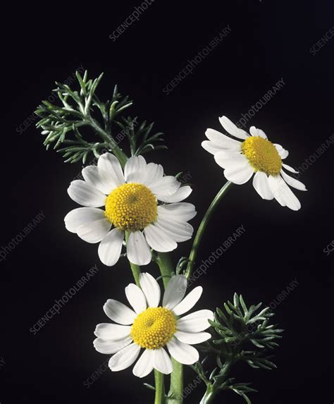 Chamomile flowers - Stock Image - B640/0792 - Science Photo Library