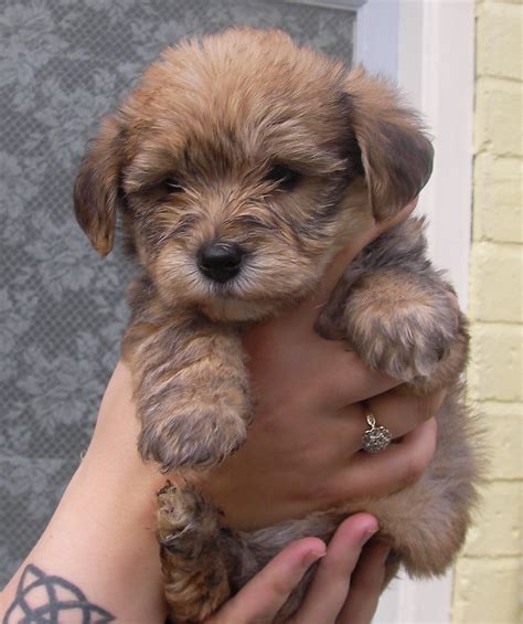 Yorkie Bichon Mix Temperament | Dog Breeds Picture