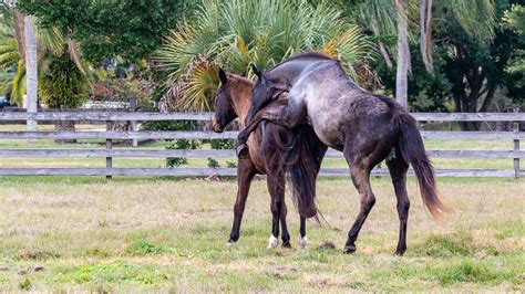 Mating Behavior – The Horse's Advocate