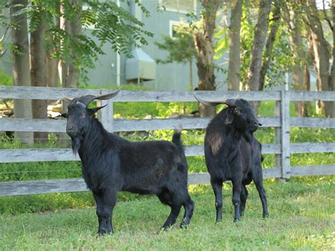 Kiko Goats - originalecologyfarm