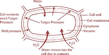 Positive hydrostatic pressure is called turgor pre toppr.com