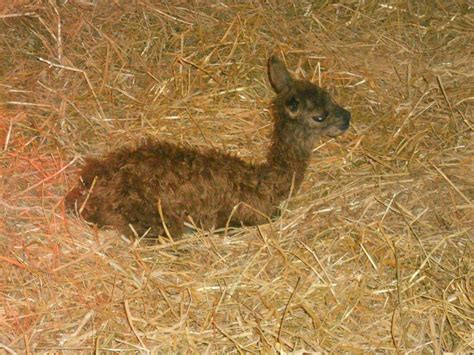 Westmoor Park Staff Caring for Newborn Llama - We-Ha | West Hartford News