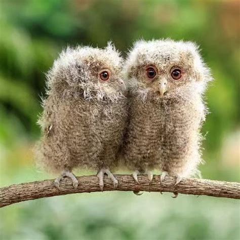 Owls World